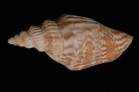 藏品(竹筍鳳凰螺)的圖片